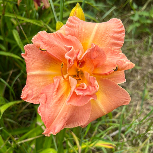 Scratch and sniff, perennial Daylily