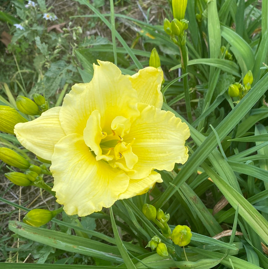 Double Tequila Bunny Daylily Perennial Plant