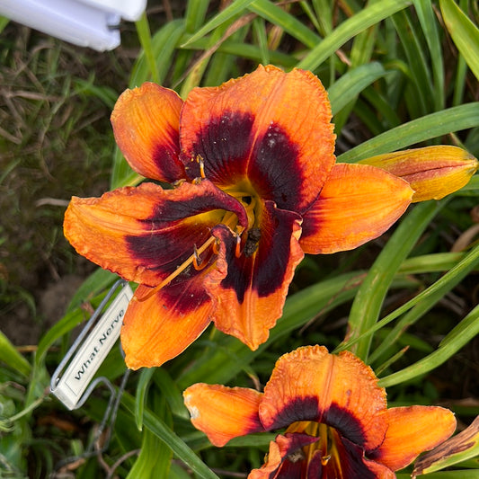 What nerve, perennial Daylily?