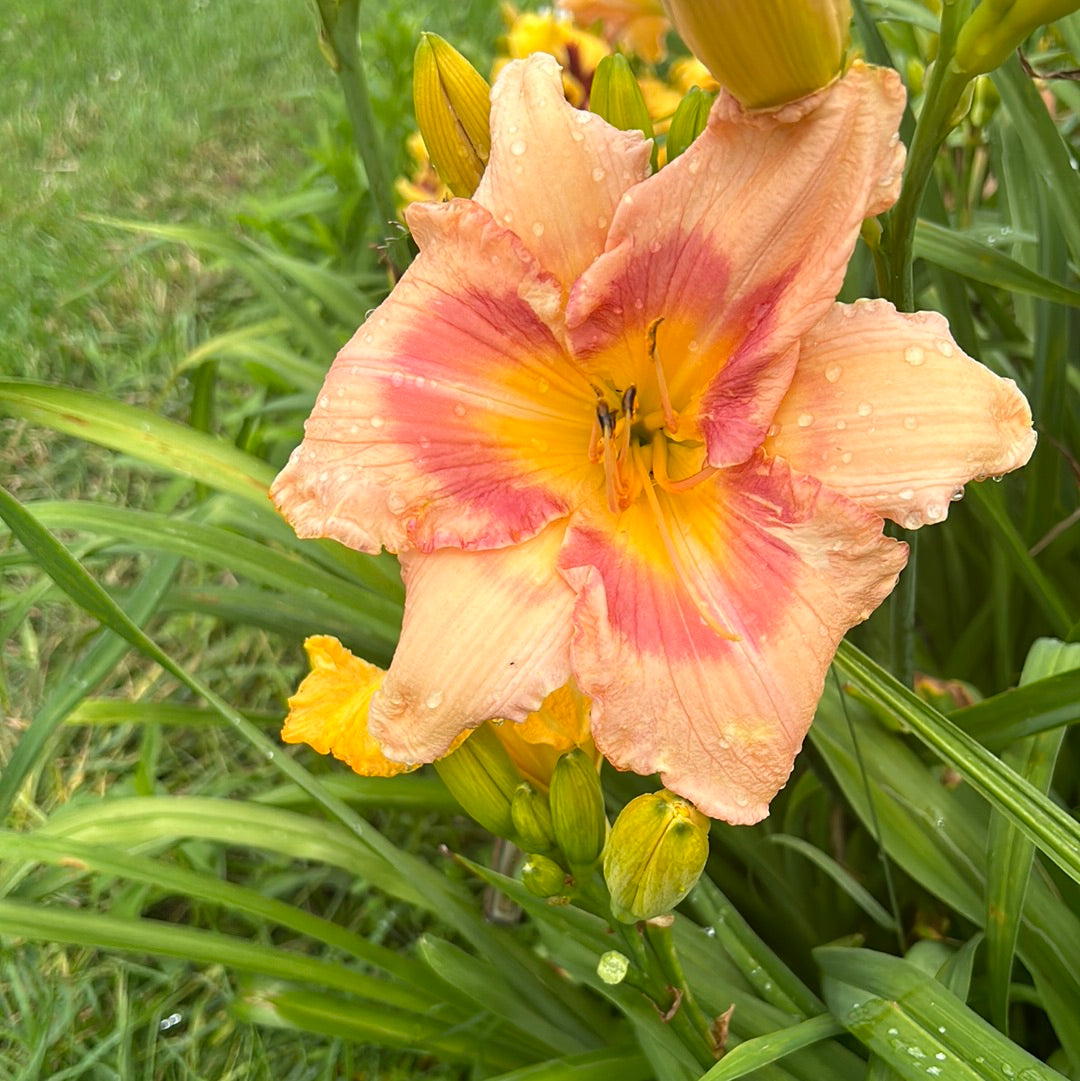 Bunny Eyes, perennial Daylily