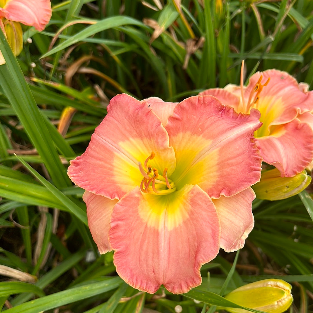 Diane Sevetson, Daylily, perennial