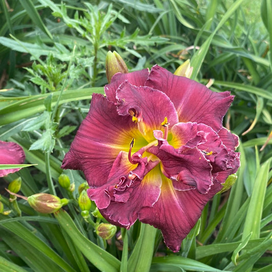 Joan Jackson, perennial Daylily