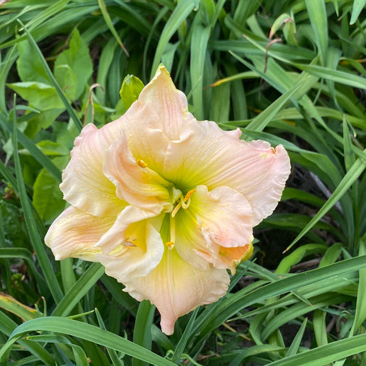 Uninhibited, perennial Daylily