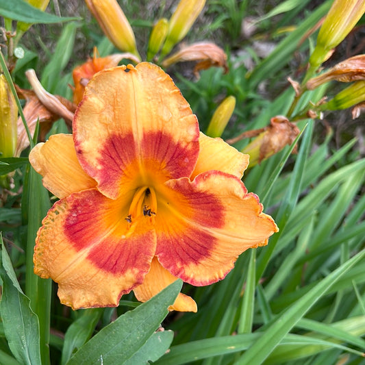 All fired up, perennial Daylily