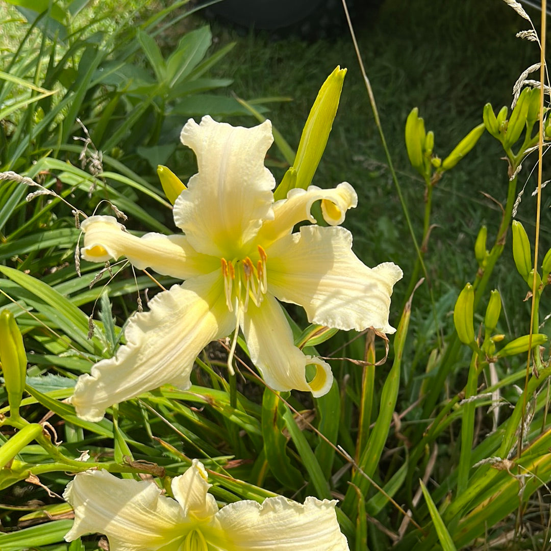 Heavenly angel ice, perennial Daylily