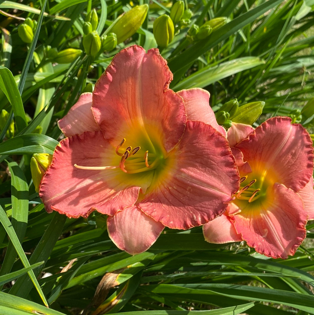 Diane Sevetson, Daylily, perennial