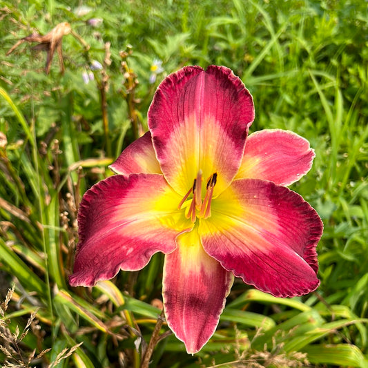 Tontos expanding headband, perennial Daylily