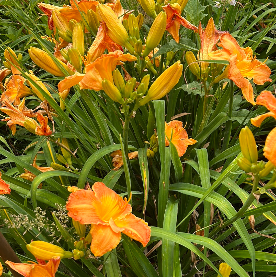 Santiago heat, perennial Daylily