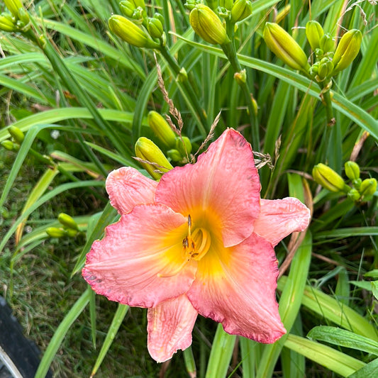 Just one kiss, perennial Daylily