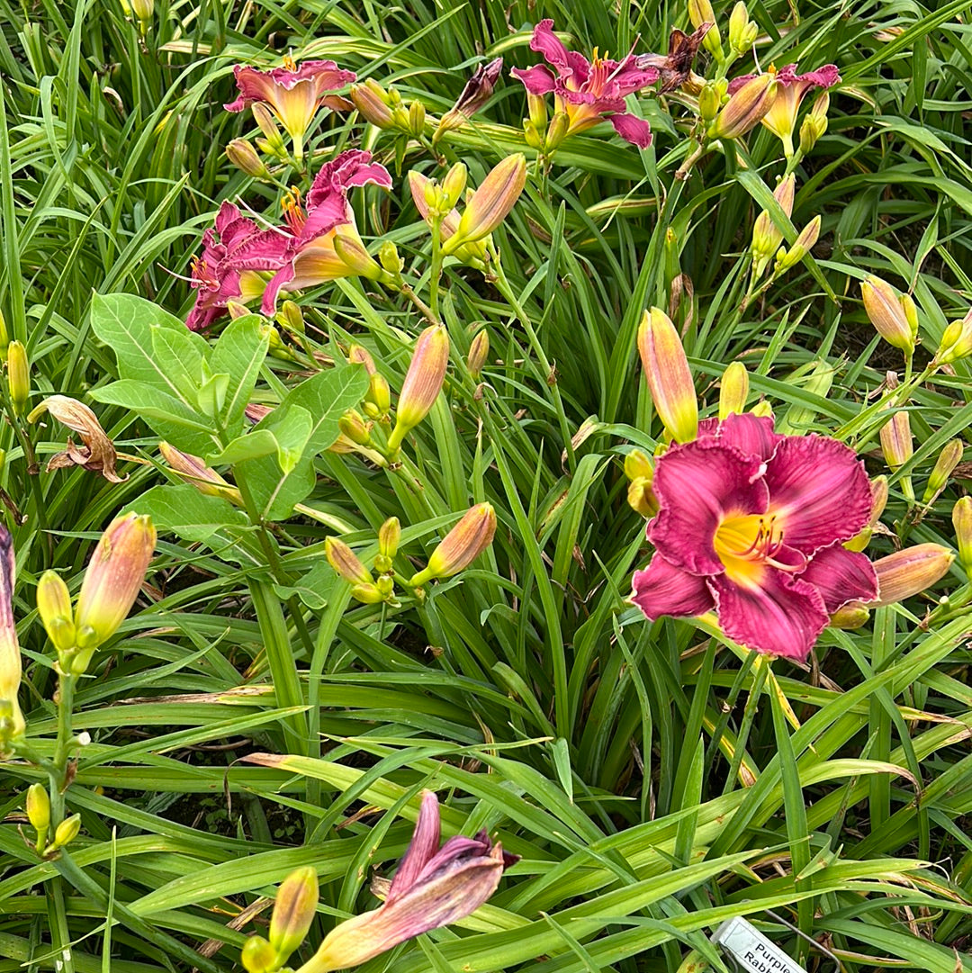 Purple rabbits, perennial Daylily