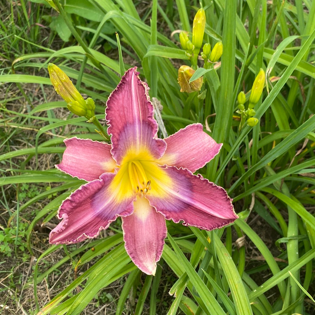 Metaphysical moment, perennial Daylily