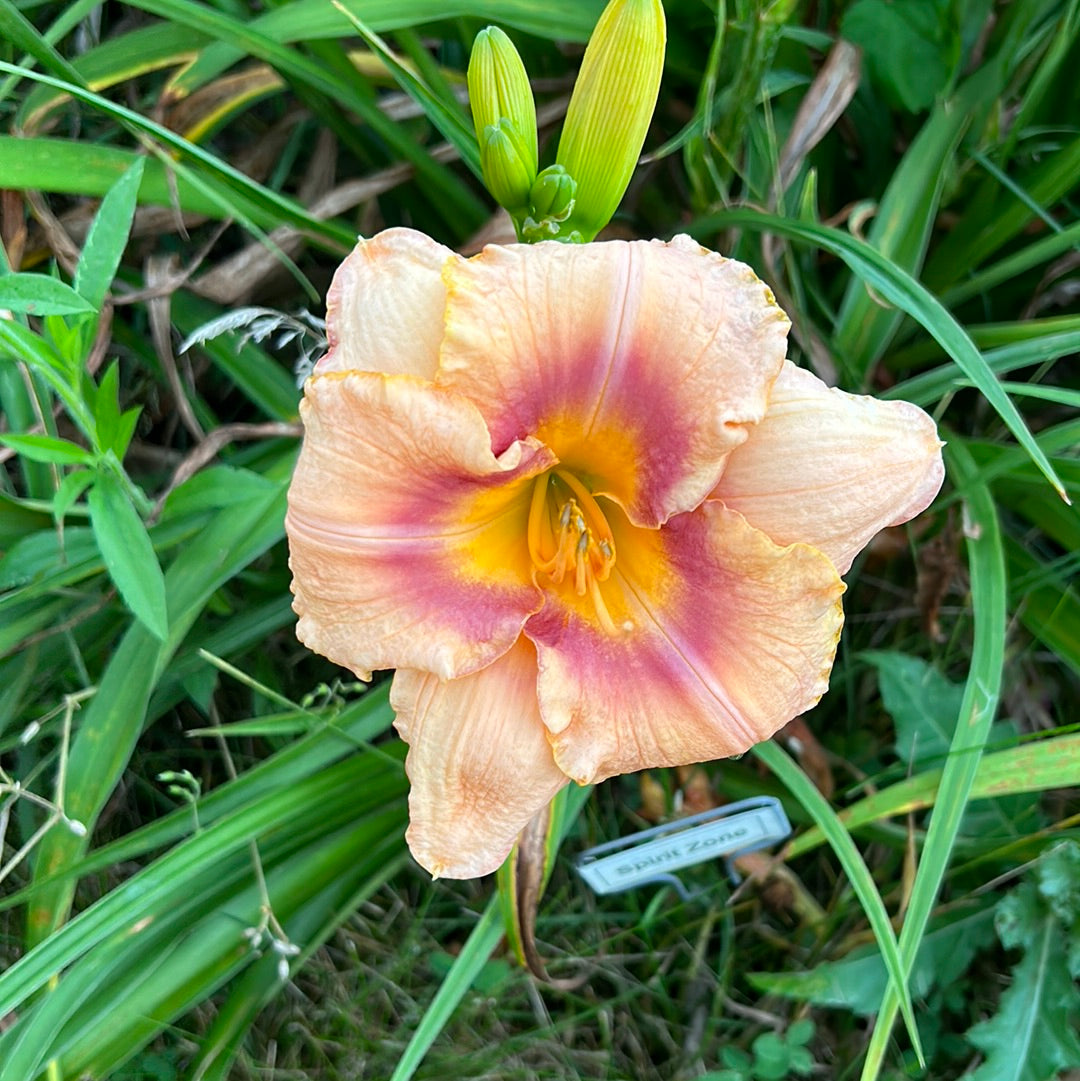 Spirit zone, perennial Daylily