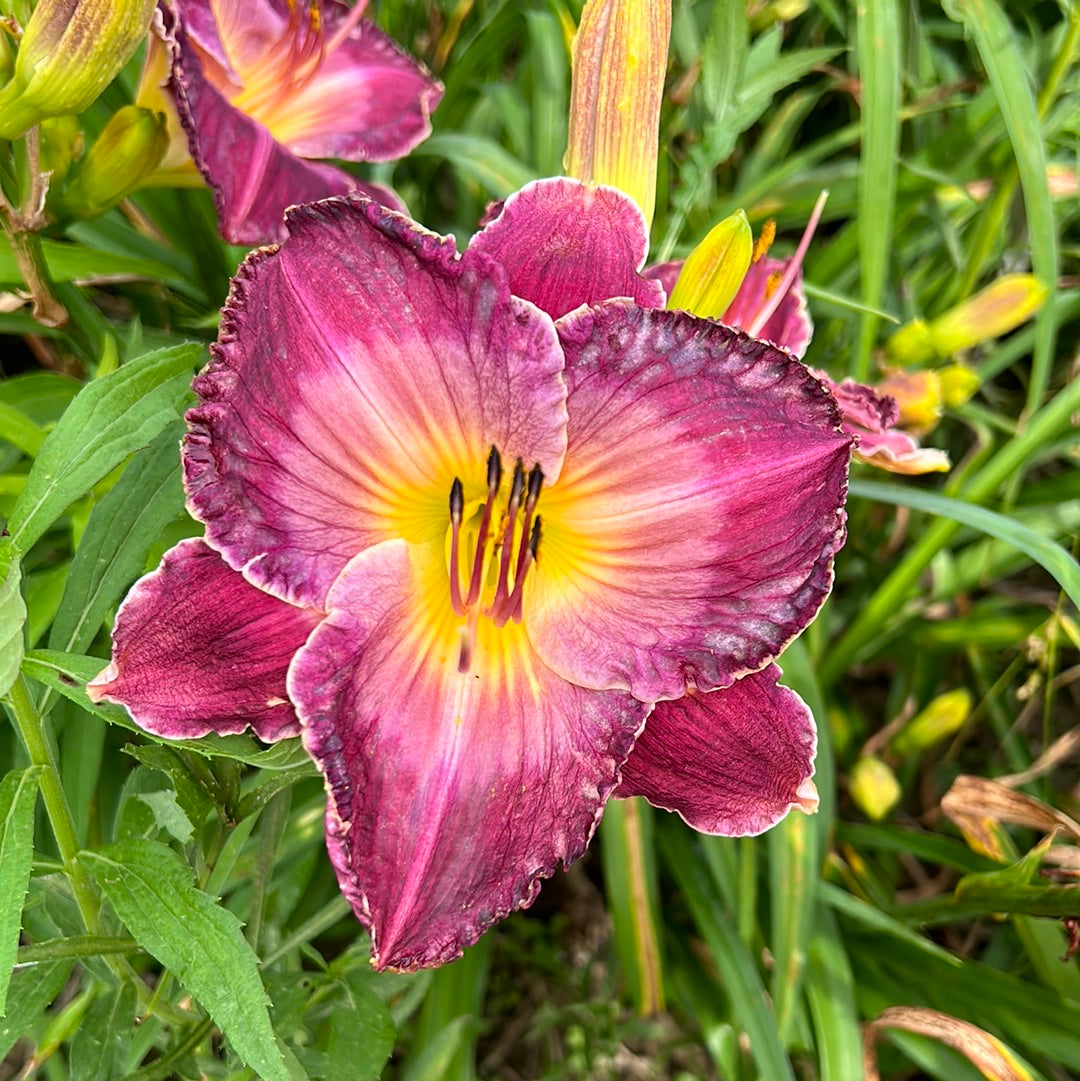 Spartacus adorned, perennial Daylily