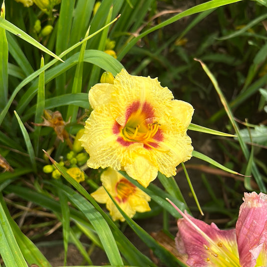 Lion cub, perennial Daylily