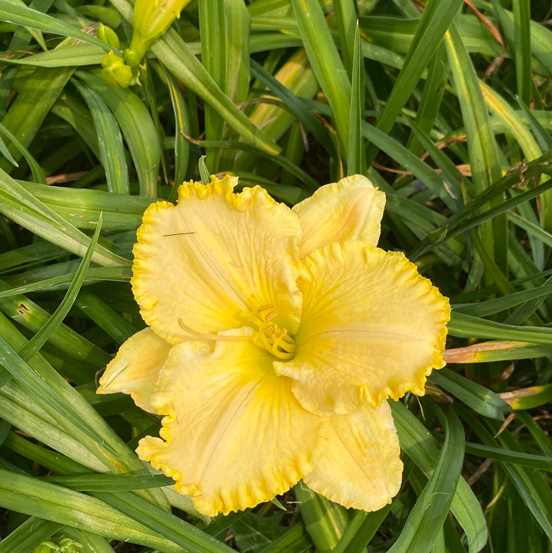 Larry Grace, perennial Daylily