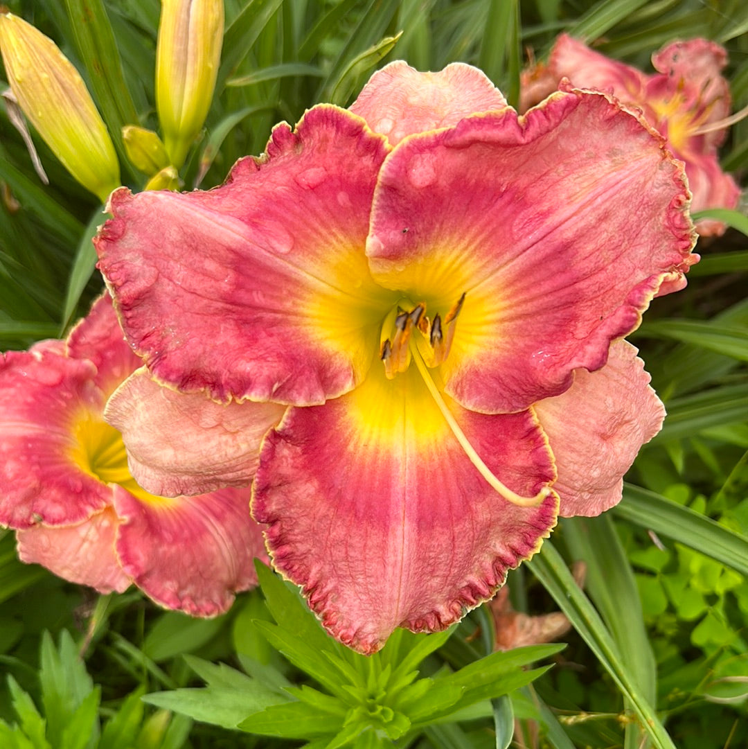 Chapel of love, perennial Daylily