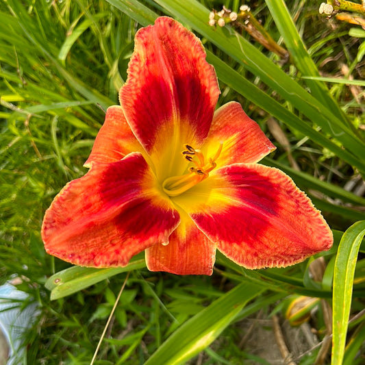 Carnival in Caracas, perennial Daylily