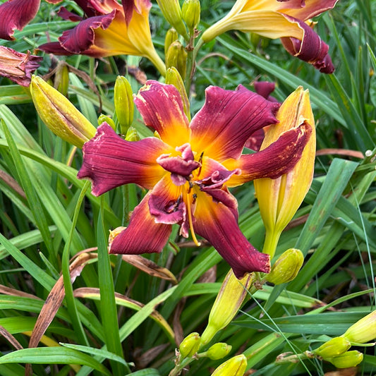 Topguns molten lava, perennial Daylily