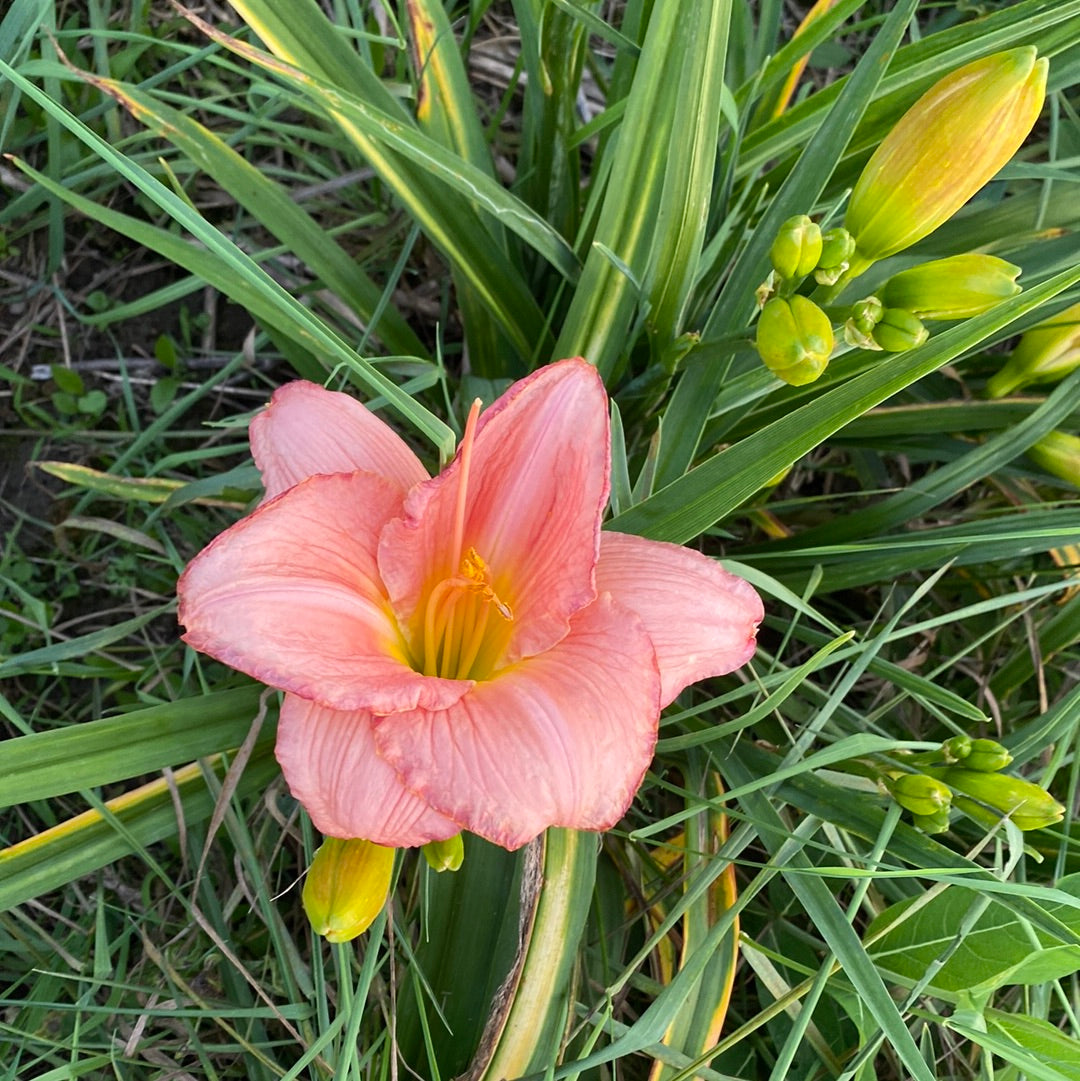 Seminole wind, perennial Daylily