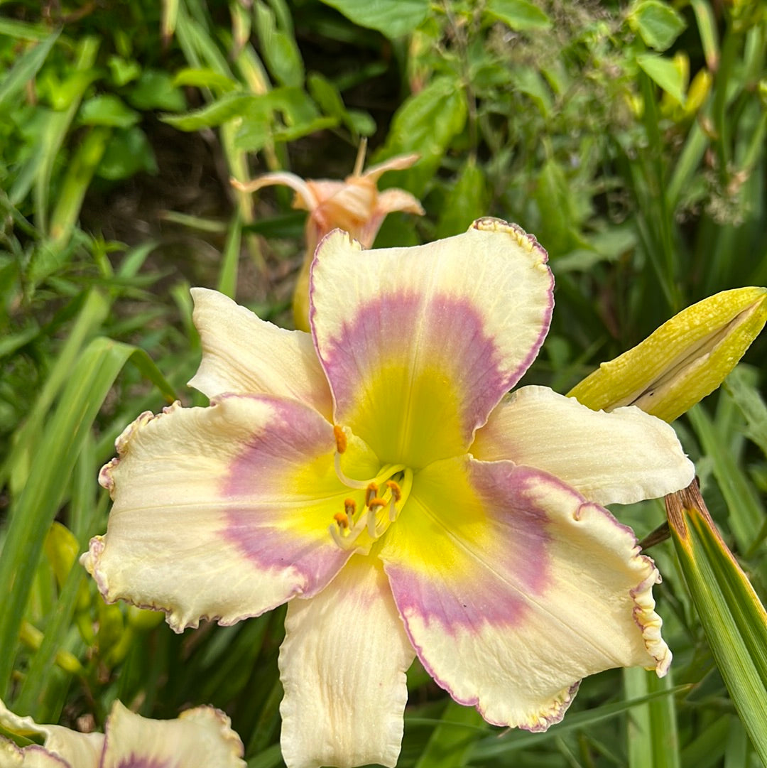 Gerda Brooker Seedling, perennial Daylily