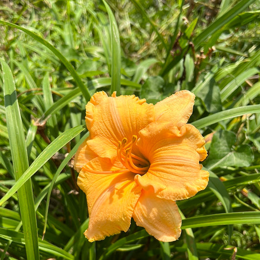 Pure and simple, perennial Daylily