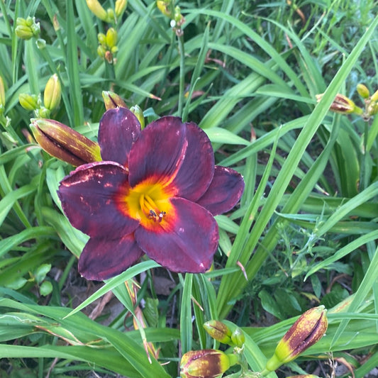 Smith brothers, perennial Daylily