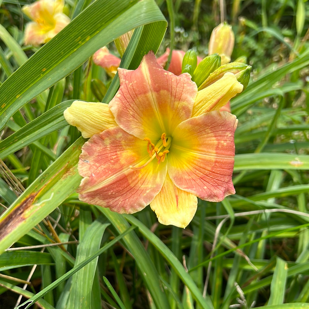 Small world Looney Tunes, perennial Daylily