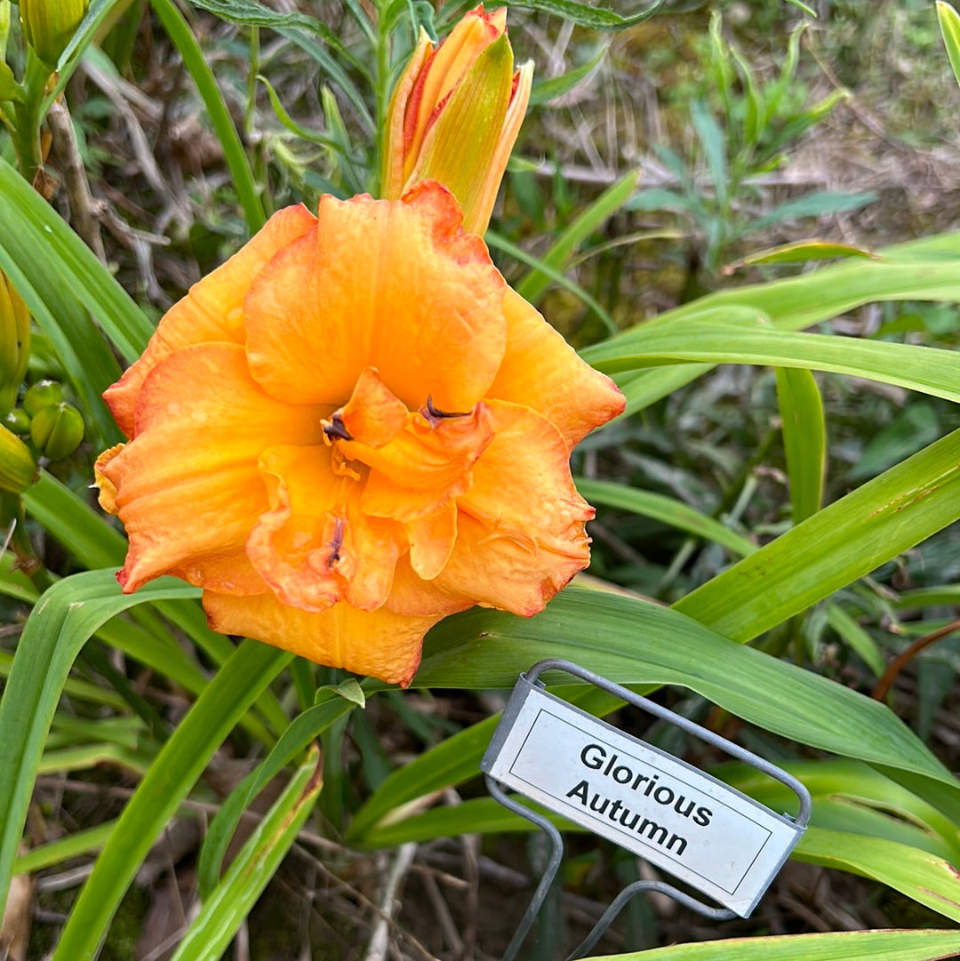 Glorious autumn, perennial Daylily