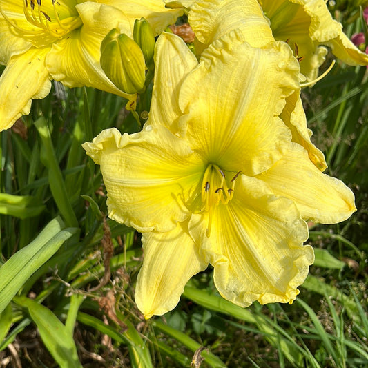 Lemon lime radiance, perennial Daylily