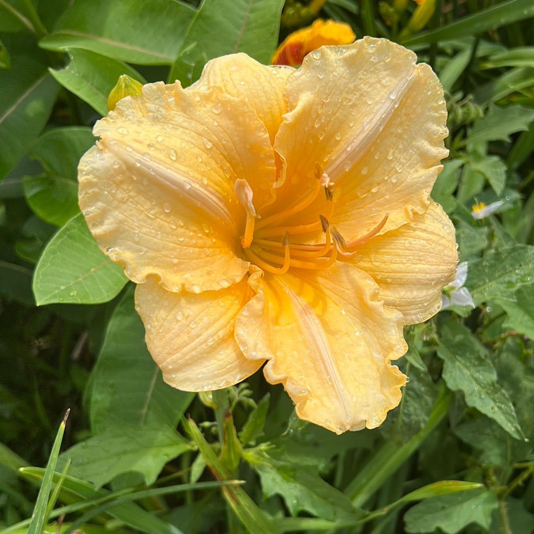 Savanna Sunburst, perennial Daylily