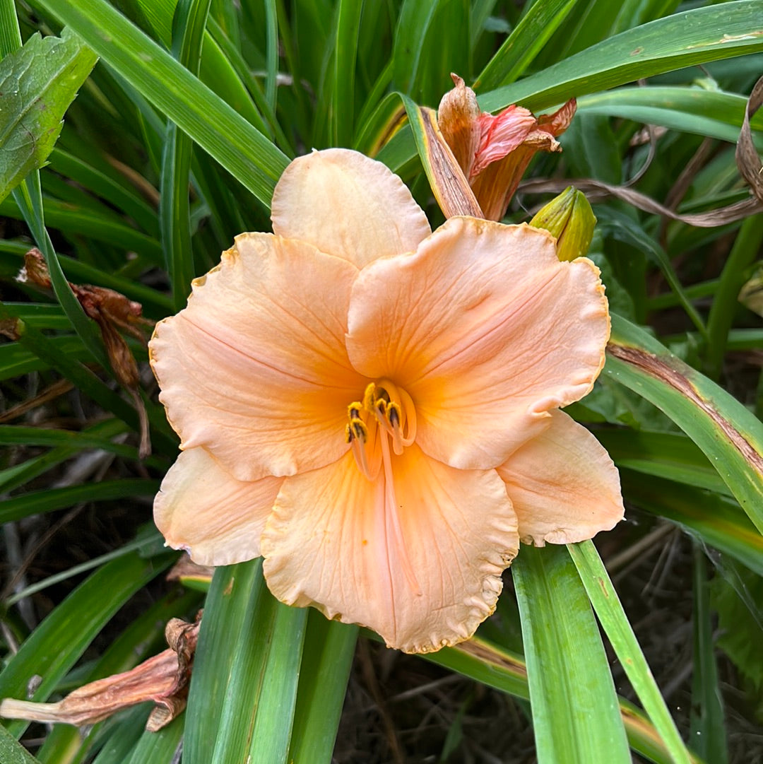 Spanish glow, perennial Daylily