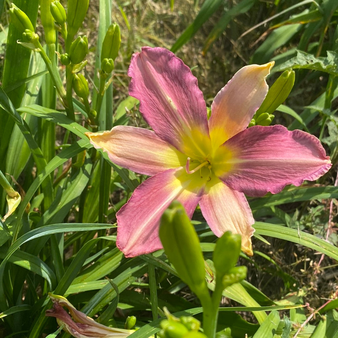 Odds and Ends Daylily Perennial Plant