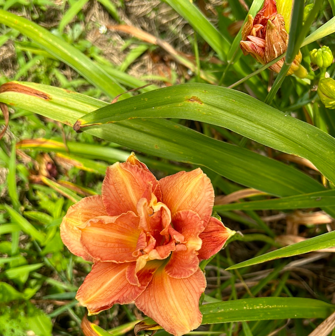 Marmalade cupcake, perennial Daylily