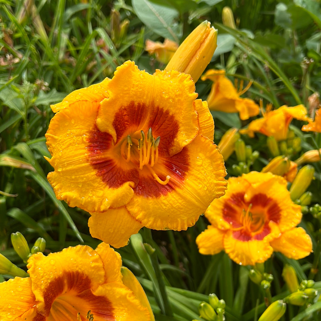 Fooled me, perennial Daylily