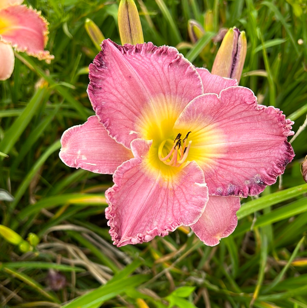 Borders on Bordeaux, perennial Daylily