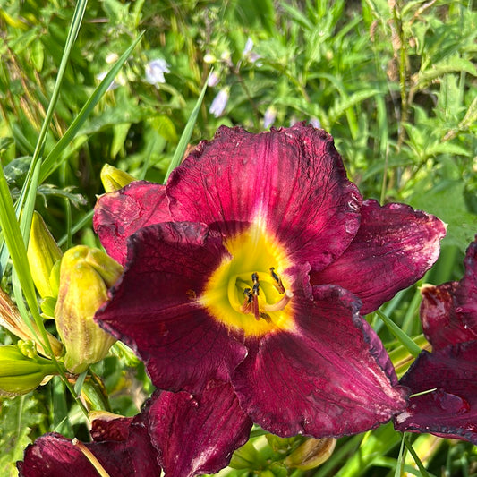 Still night, perennial Daylily