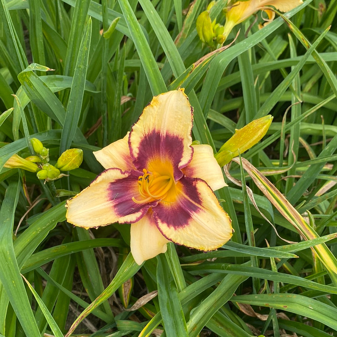 Strawberry patch, perennial Daylily