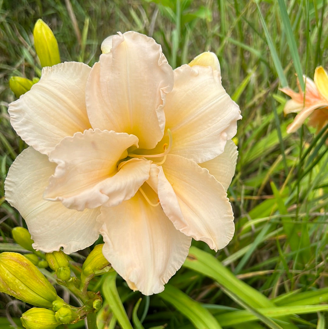 Peggy Jeffcoat, perennial Daylily