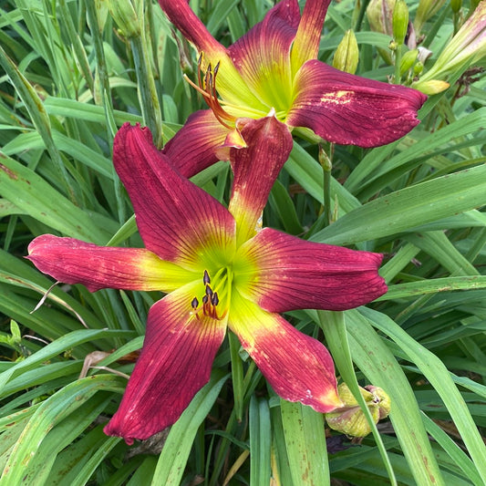 Christmas star bright, perennial Daylily