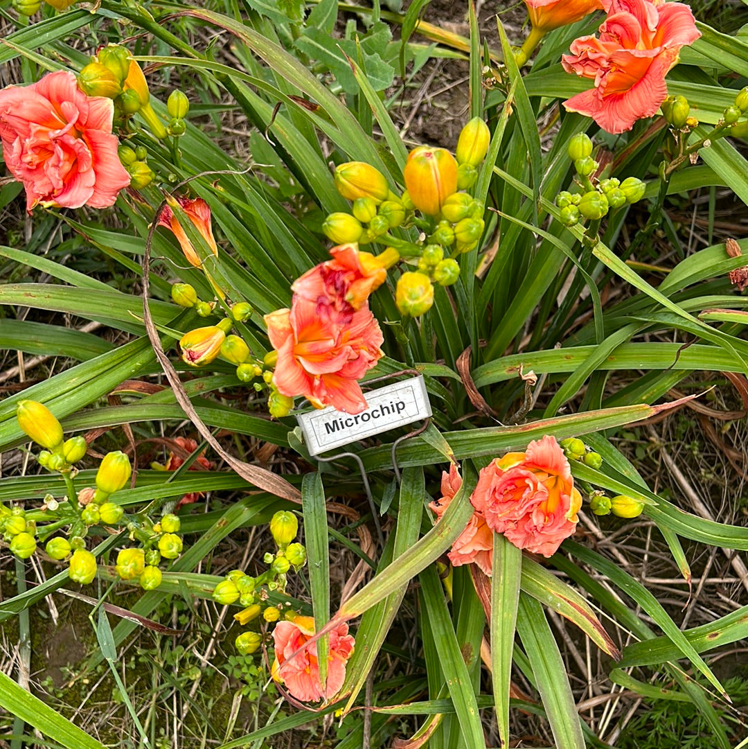 Microchip, perennial Daylily