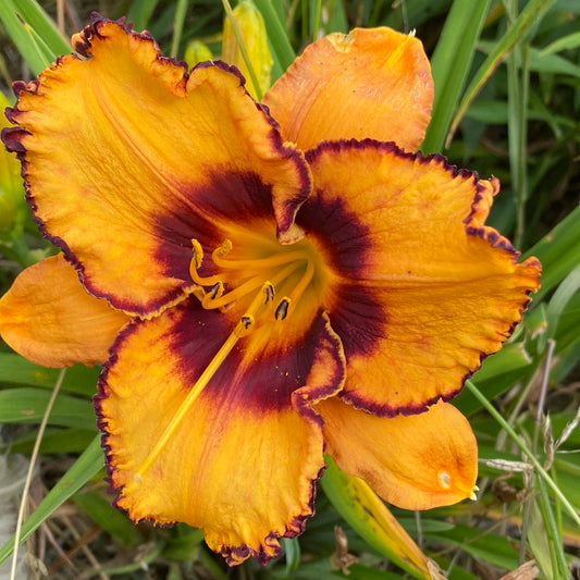 Kelsey McGee, perennial Daylily