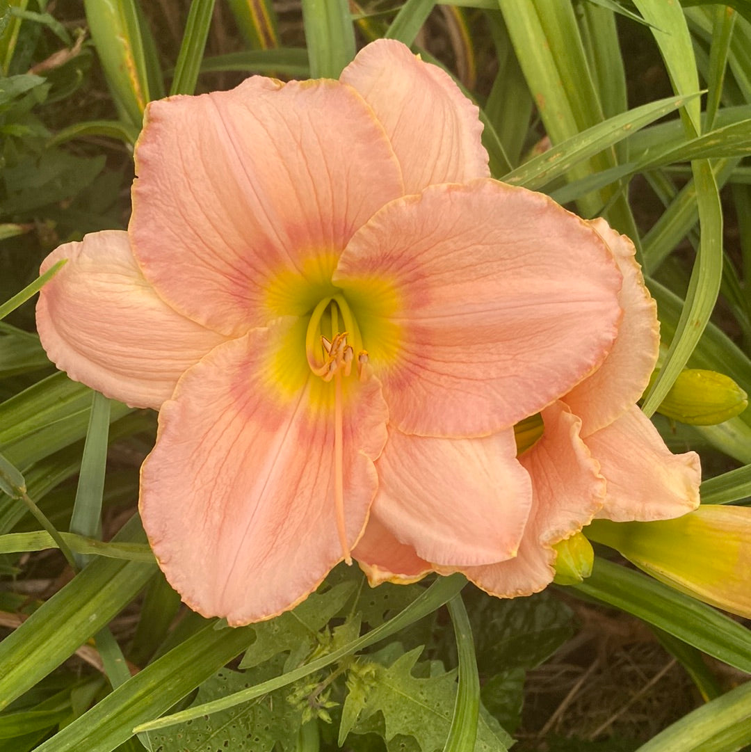 Corinthian pink, perennial Daylily