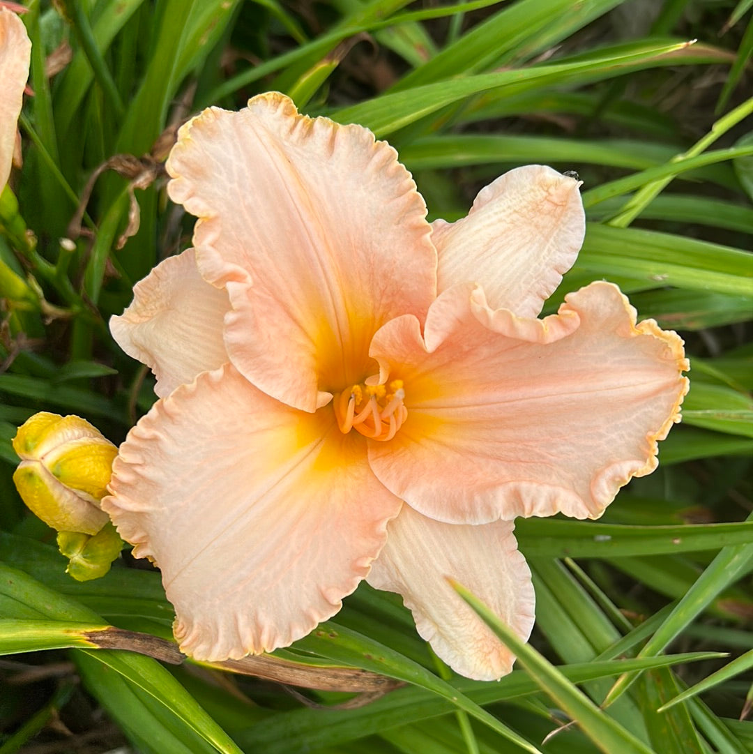 Body rub, perennial Daylily