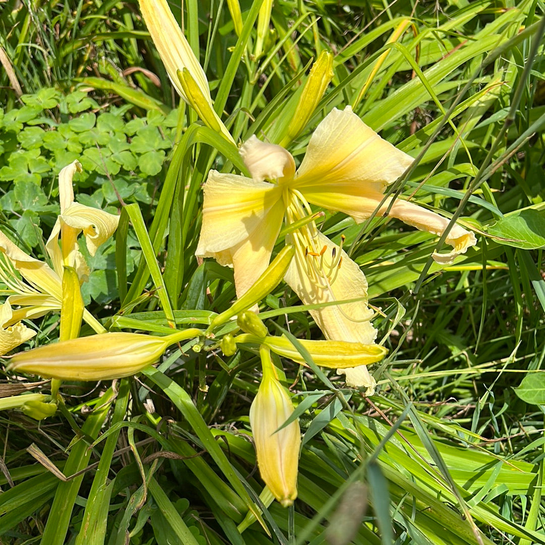 Heavenly curls, perennial Daylily