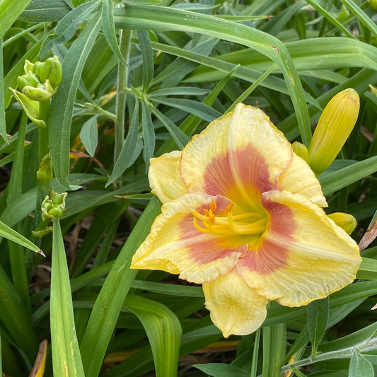 Chief executive officer, perennial Daylily