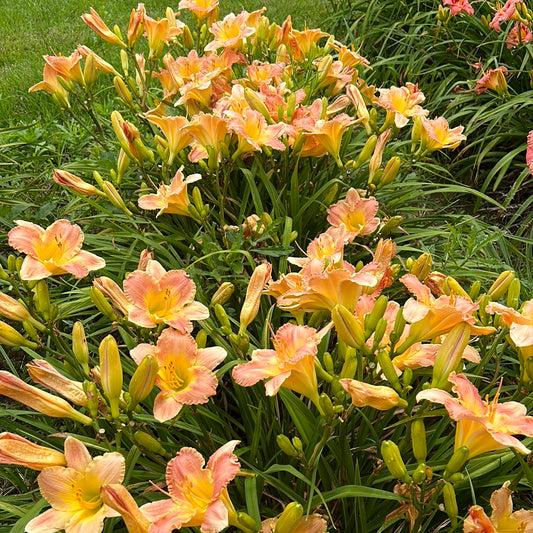 Country Melody, perennial Daylily