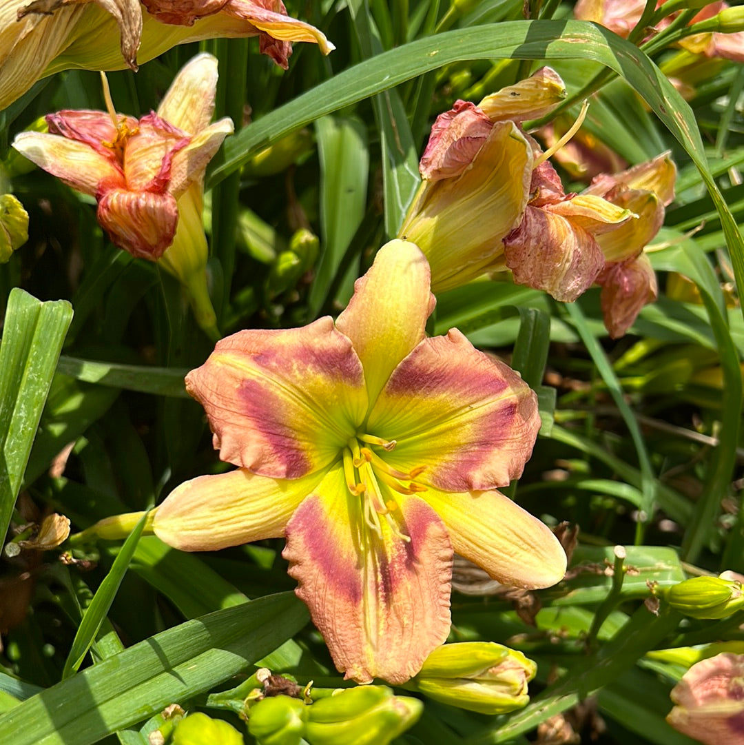 Green rainbow, perennial Daylily