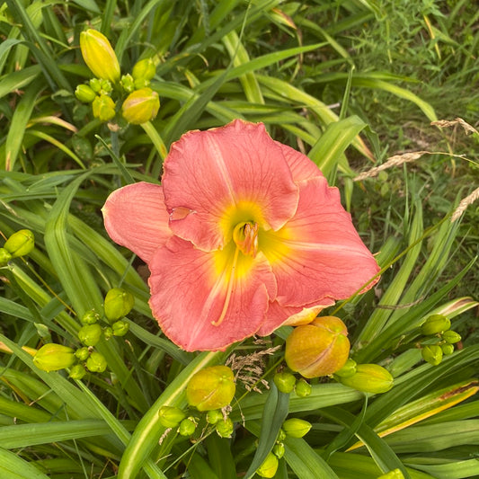 Satin elegance, perennial Daylily