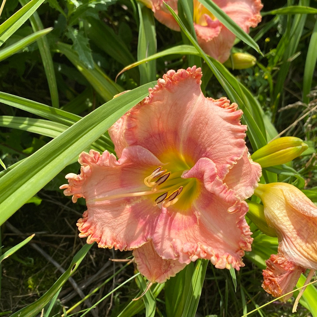 Dancing with Julie, perennial Daylily