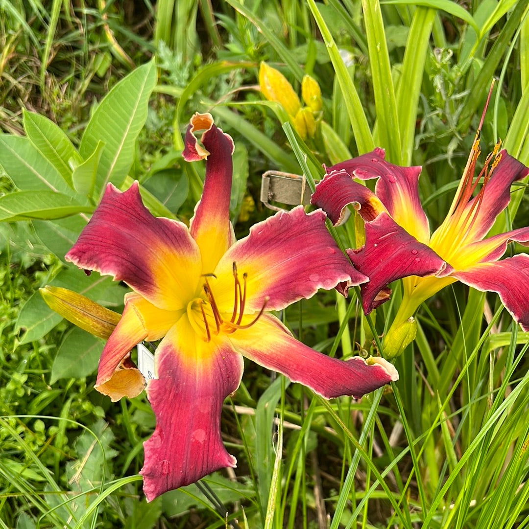 Brave New World, perennial Daylily